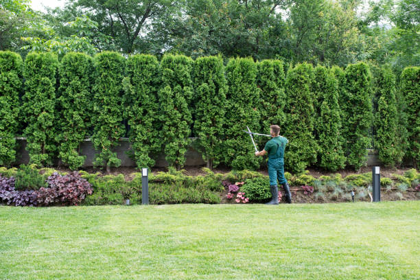 Best Tree Preservation Services  in Woonsocket, RI